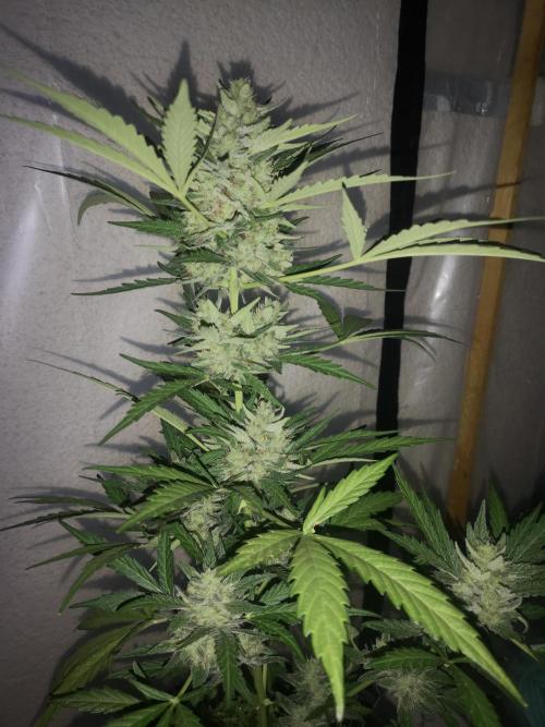 Outdoor 2025. Week 11