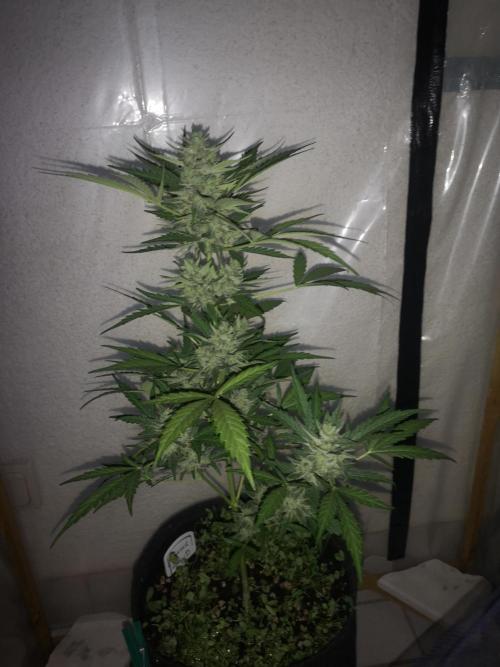 Outdoor 2025. Week 11