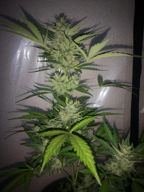 Outdoor 2025. Week 11