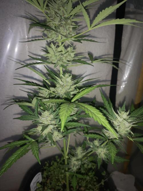 Outdoor 2025. Week 11