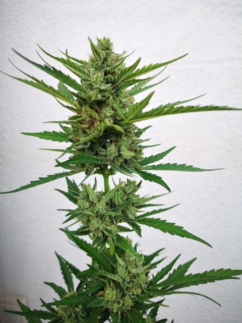 Outdoor 2025. Week 11