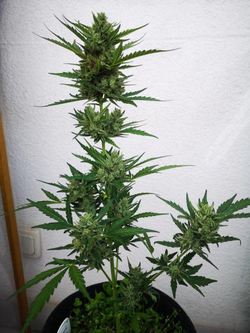 Outdoor 2025. Week 11