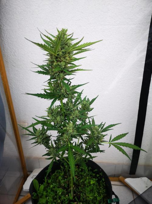 Outdoor 2025. Week 11