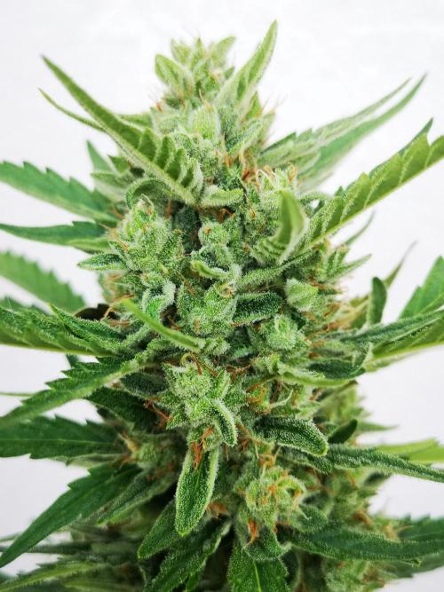 Outdoor 2025. Week 11