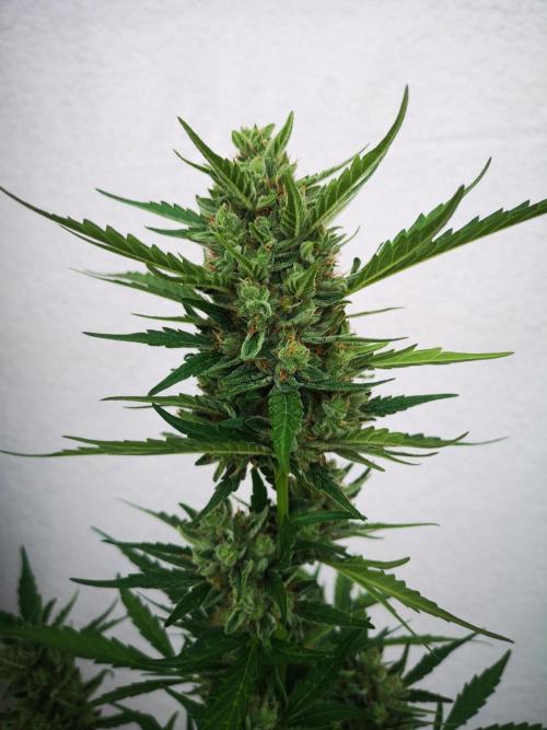 Outdoor 2025. Week 12