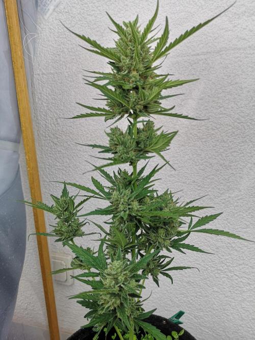 Outdoor 2025. Week 12