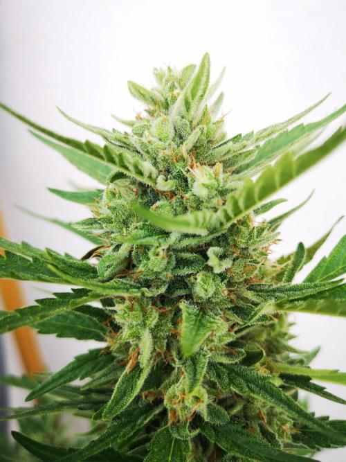 Outdoor 2025. Week 12