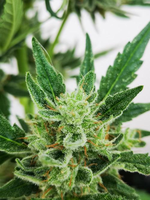 Outdoor 2025. Week 12