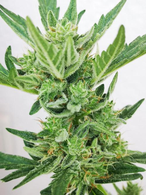 Outdoor 2025. Week 12