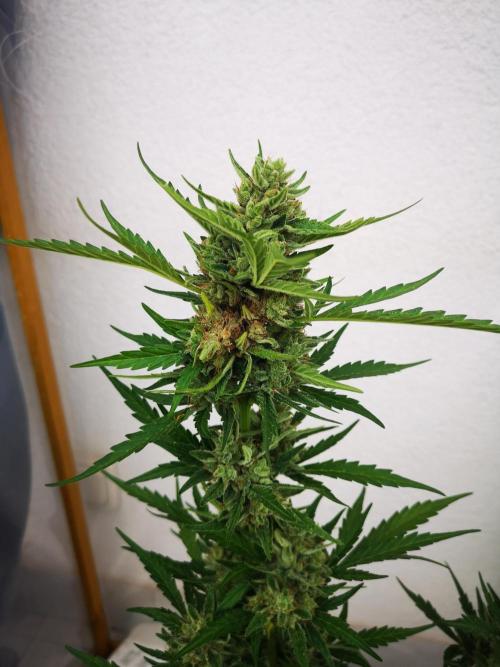 Outdoor 2025. Week 13