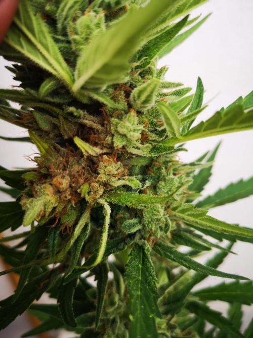 Outdoor 2025. Week 13