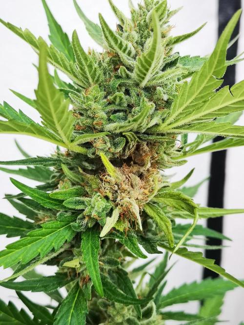 Outdoor 2025. Week 13