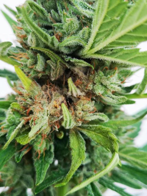 Outdoor 2025. Week 13