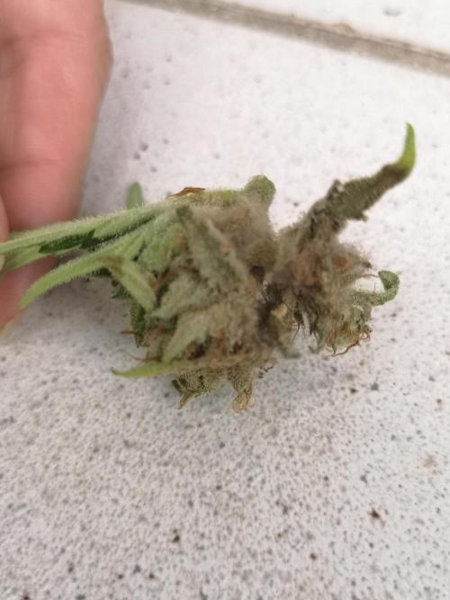 Outdoor 2025. Week 13