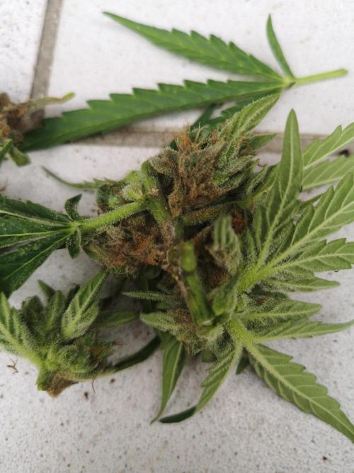 Outdoor 2025. Week 13