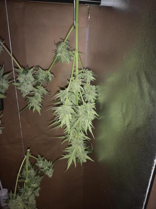 Outdoor 2025. Week 13