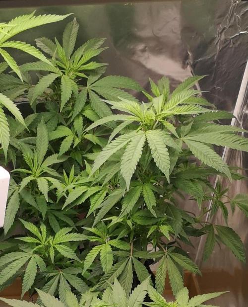 Great White Shark. Week 1