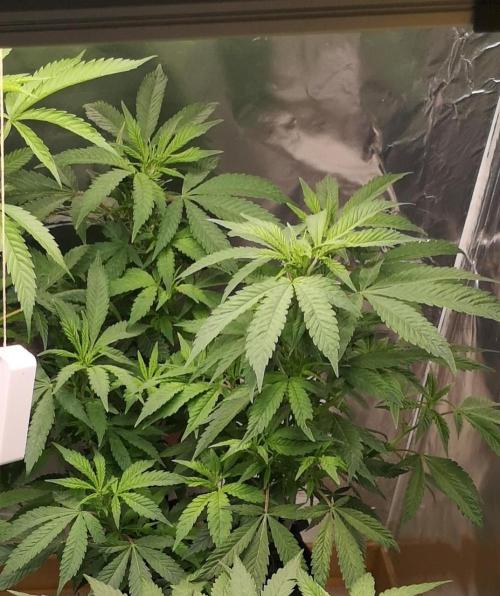 Great White Shark. Week 1