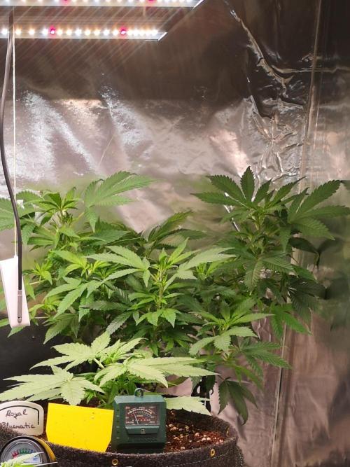 Great White Shark. Week 1