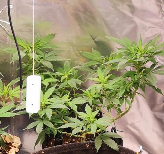 Great White Shark. Week 1