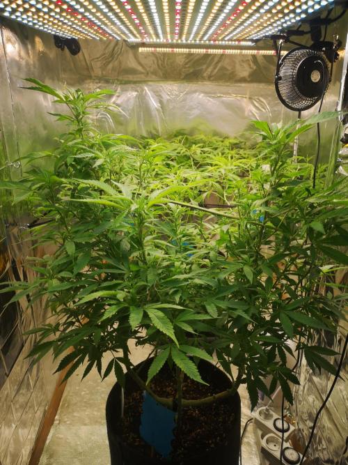 Great White Shark. Week 3