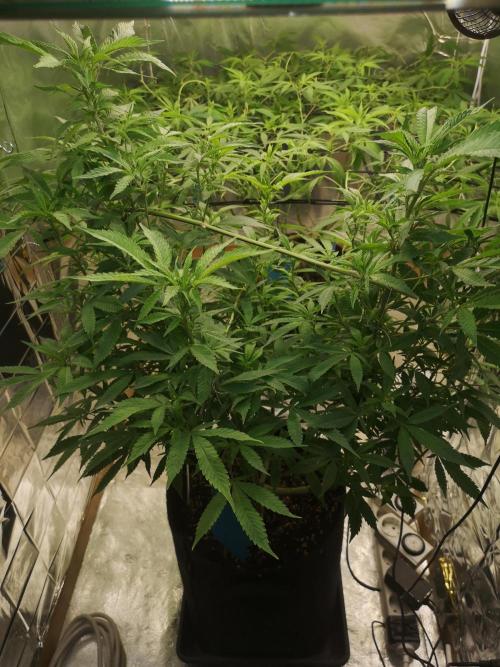 Great White Shark. Week 3