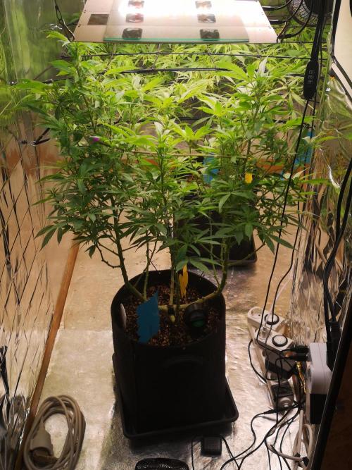 Great White Shark. Week 10