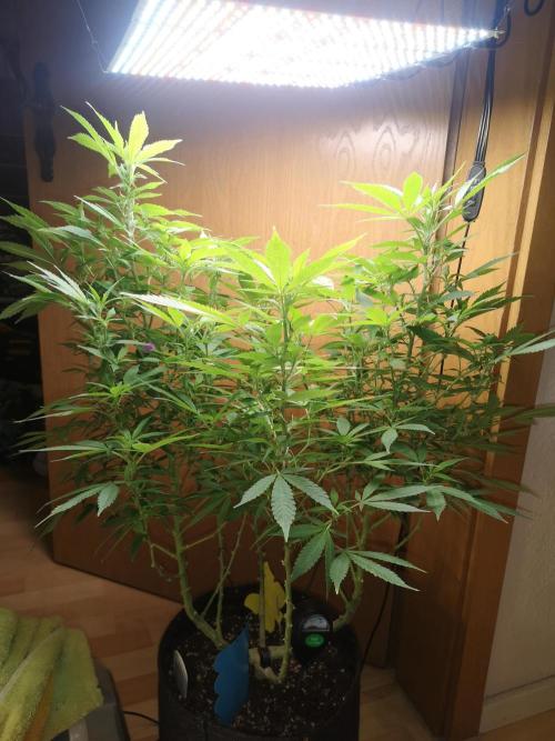 Great White Shark. Week 10