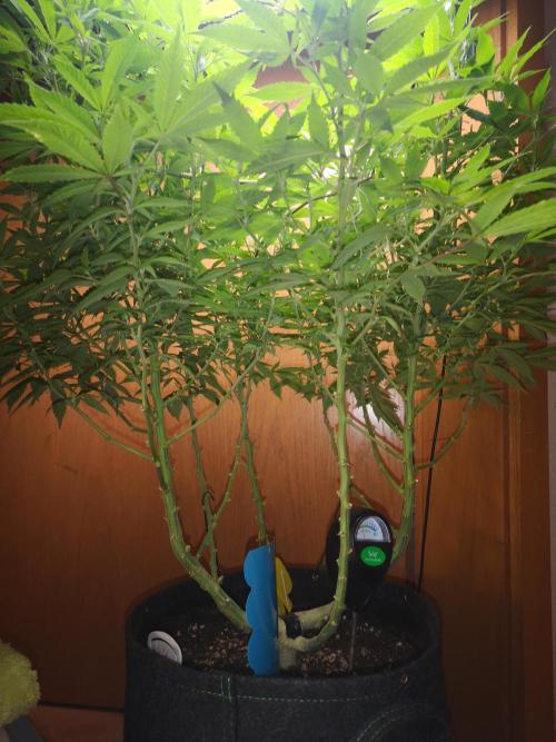 Great White Shark. Week 10