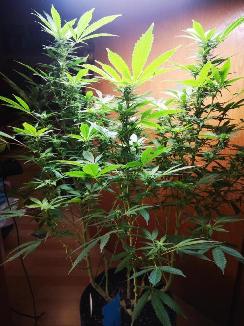 Great White Shark. Week 11