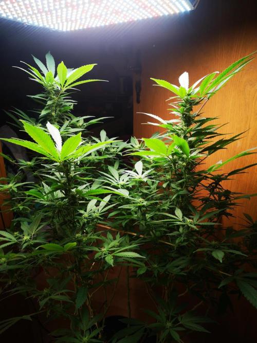 Great White Shark. Week 11