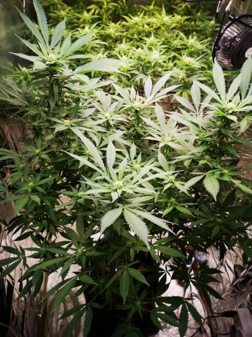 Great White Shark. Week 11