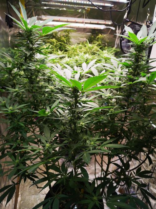 Great White Shark. Week 11