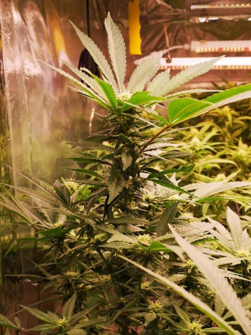 Great White Shark. Week 11