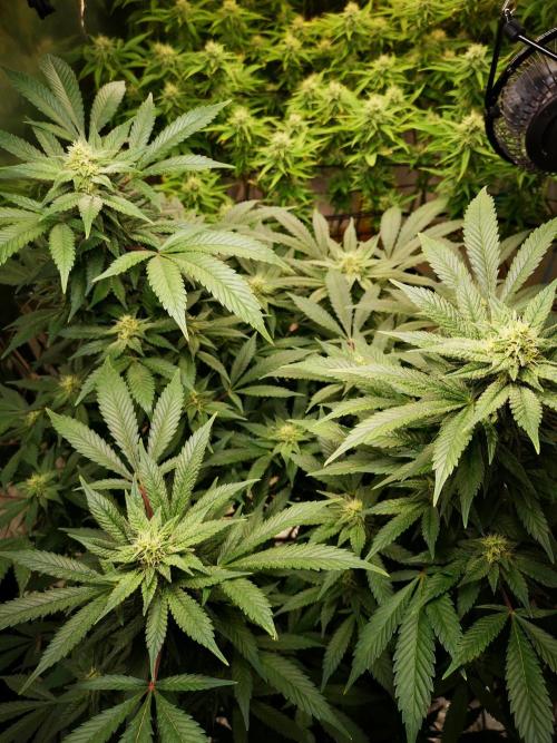 Great White Shark. Week 12