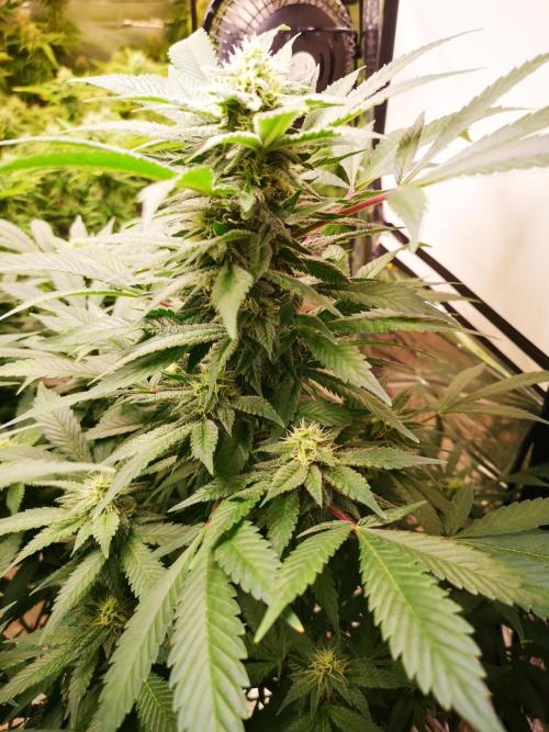 Great White Shark. Week 12