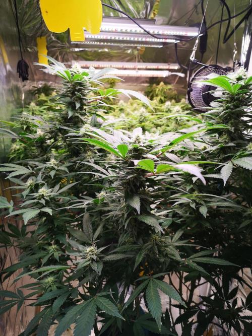 Great White Shark. Week 12