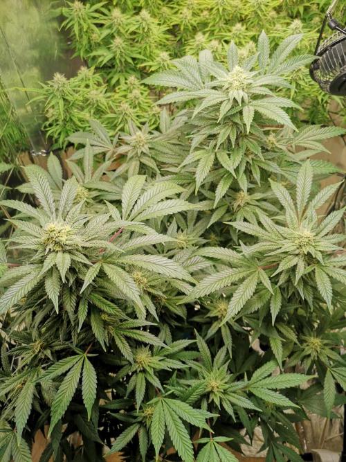 Great White Shark. Week 13