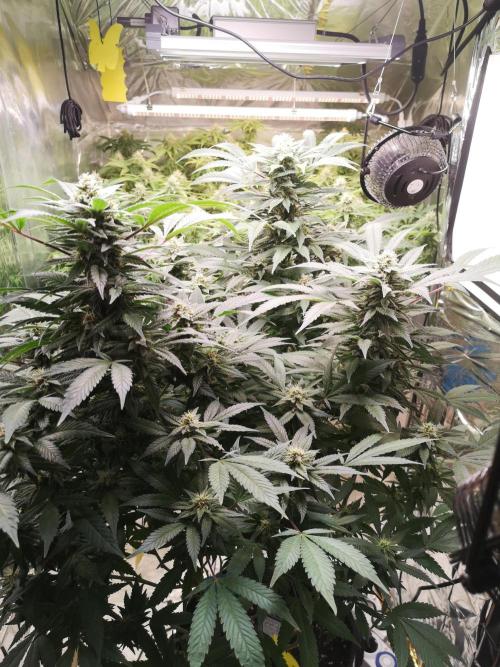 Great White Shark. Week 13