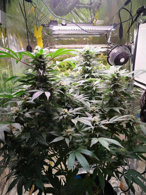 Great White Shark. Week 13