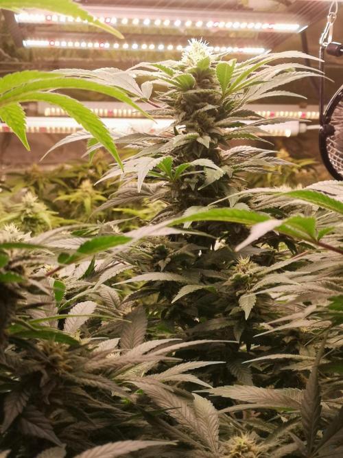 Great White Shark. Week 13