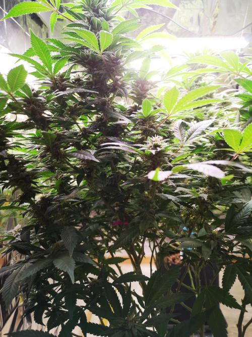 Great White Shark. Week 13