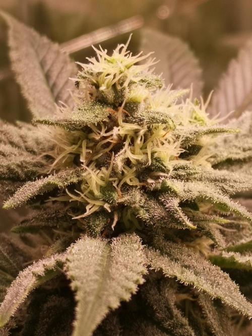 Great White Shark. Week 14