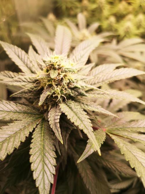 Great White Shark. Week 14