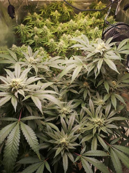 Great White Shark. Week 14