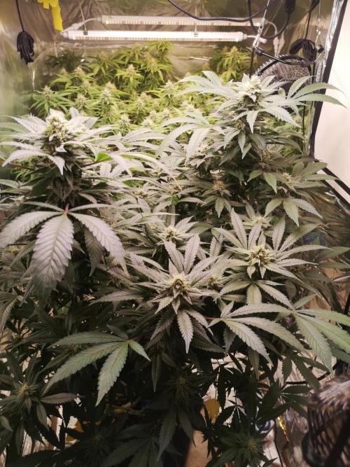 Great White Shark. Week 14