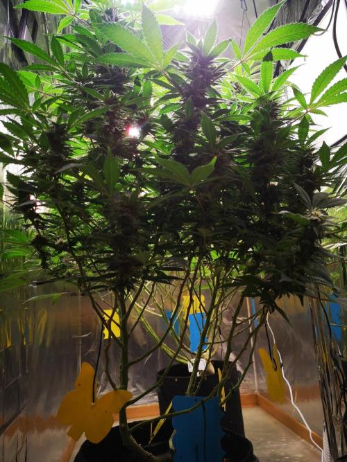 Great White Shark. Week 14