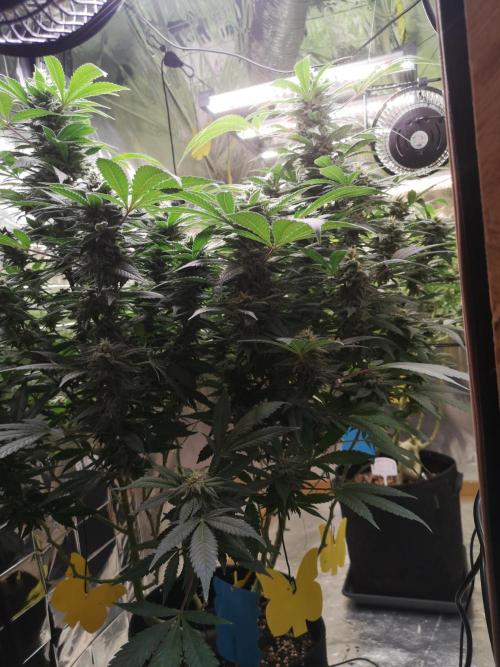 Great White Shark. Week 14