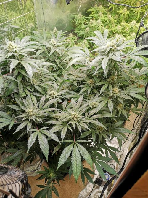 Great White Shark. Week 14