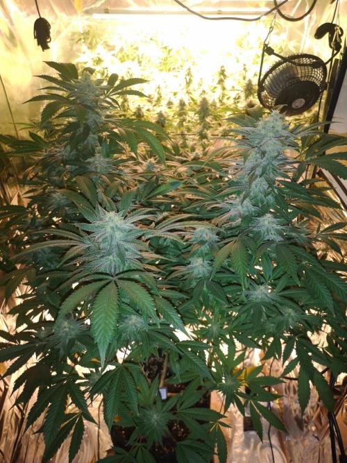 Great White Shark. Week 15